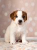 Photo №2 to announcement № 11542 for the sale of jack russell terrier - buy in Ukraine private announcement