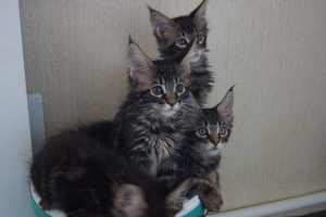 Photo №4. I will sell maine coon in the city of Arkhangelsk. breeder - price - negotiated