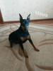 Photo №2 to announcement № 18280 for the sale of miniature pinscher - buy in Belarus private announcement