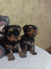 Photo №1. yorkshire terrier - for sale in the city of Верхнеднепровск | 201$ | Announcement № 10683
