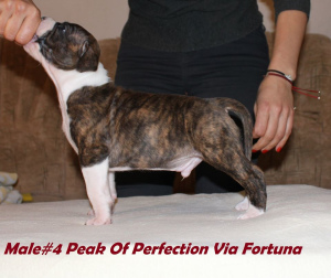 Photo №3. Gorgeous puppy of an amstaff from an import male. Ukraine