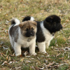 Photo №1. american akita - for sale in the city of Berlin | negotiated | Announcement № 119710