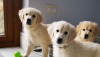 Photo №2 to announcement № 111511 for the sale of golden retriever - buy in Netherlands private announcement