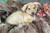 Photo №3. Beautiful Maggie is looking for a home and reliable owners!. Russian Federation