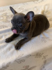 Photo №1. french bulldog - for sale in the city of Дортмунд | 423$ | Announcement № 118111