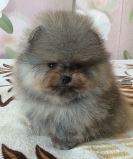 Photo №2 to announcement № 3401 for the sale of pomeranian - buy in Russian Federation breeder