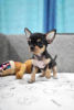 Photo №1. chihuahua - for sale in the city of Prague | negotiated | Announcement № 109957