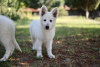 Photo №2 to announcement № 57978 for the sale of berger blanc suisse - buy in Romania private announcement