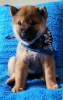 Additional photos: Puppies Shiba inu