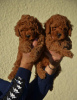 Additional photos: Mini Poodle, red and apricot colors