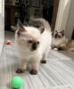 Photo №1. ragdoll - for sale in the city of Sydney | 634$ | Announcement № 89824