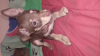 Photo №1. miniature pinscher - for sale in the city of Tashkent | 500000$ | Announcement № 13237