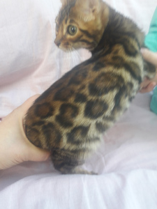 Photo №2 to announcement № 5184 for the sale of bengal cat - buy in Ukraine private announcement, from nursery