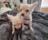 Additional photos: Two long-haired chihuahua puppies