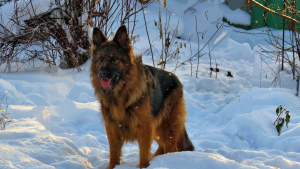 Photo №3. Puppies of the long-haired German shepherd. Russian Federation