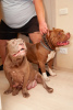 Additional photos: American bully puppies standard classic