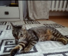Photo №1. domestic cat - for sale in the city of Minsk | Is free | Announcement № 93607