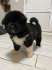 Photo №3. American Akita fluffy girl for sale. Ukraine