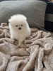 Photo №2 to announcement № 127350 for the sale of pomeranian - buy in Germany private announcement