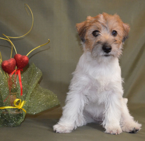 Photo №2 to announcement № 6008 for the sale of jack russell terrier - buy in Belarus breeder