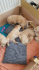 Photo №2 to announcement № 121643 for the sale of golden retriever - buy in United Kingdom private announcement