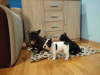 Photo №1. french bulldog - for sale in the city of Temple | negotiated | Announcement № 11073