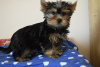 Photo №3. Yorkshire Terrier. Turkey