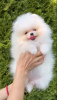 Additional photos: Beautiful Pomeranians BOO