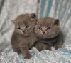 Photo №1. british shorthair - for sale in the city of Oyster Bay | 250$ | Announcement № 102291