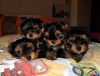 Photo №2 to announcement № 123516 for the sale of beaver yorkshire terrier - buy in Germany private announcement