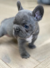 Additional photos: French Bulldog puppies