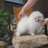 Photo №1. pomeranian - for sale in the city of Regensburg | 380$ | Announcement № 120190