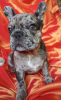 Photo №2 to announcement № 41428 for the sale of french bulldog - buy in Belarus private announcement
