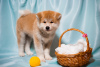 Photo №3. Akitainu puppies from a gorgeous couple. Ukraine