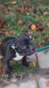 Photo №1. american bully - for sale in the city of St. Petersburg | 552$ | Announcement № 27811