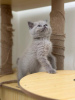 Photo №2 to announcement № 126538 for the sale of british shorthair - buy in Spain private announcement, breeder