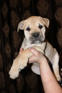 Additional photos: Puppies of rare breed Ca de bou