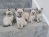 Photo №1. siamese cat - for sale in the city of Bregenz | Is free | Announcement № 96746