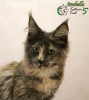 Photo №4. I will sell maine coon in the city of St. Petersburg. private announcement, from nursery, breeder - price - 401$