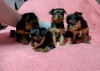 Photo №1. yorkshire terrier - for sale in the city of Dubai | 433$ | Announcement № 13797