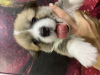 Additional photos: Puppies for sale