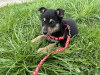 Photo №1. non-pedigree dogs - for sale in the city of Minsk | Is free | Announcement № 100621