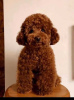 Photo №1. poodle (toy) - for sale in the city of Kragujevac | negotiated | Announcement № 97711