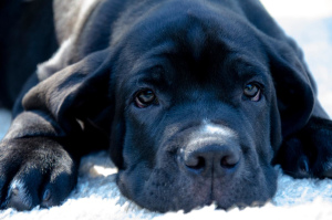 Photo №3. Cane Corso - Boy. Russian Federation