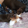 Photo №2 to announcement № 15456 for the sale of dachshund - buy in United States 