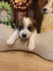Photo №2 to announcement № 20454 for the sale of jack russell terrier - buy in Russian Federation from nursery
