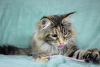 Photo №1. maine coon - for sale in the city of Volgograd | 405$ | Announcement № 14217