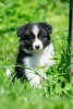 Photo №1. border collie - for sale in the city of Kaluga | 1212$ | Announcement № 10708