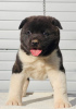 Photo №1. american akita - for sale in the city of Kraljevo | negotiated | Announcement № 84047