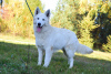 Photo №4. I will sell berger blanc suisse in the city of Frampol. breeder - price - 728$